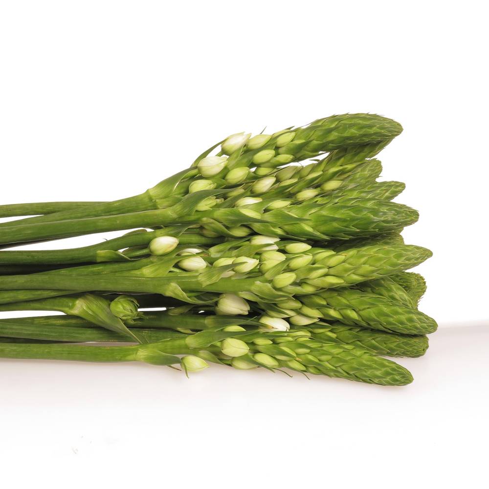 Ornithogalum weiss Milky Way Super 38cm