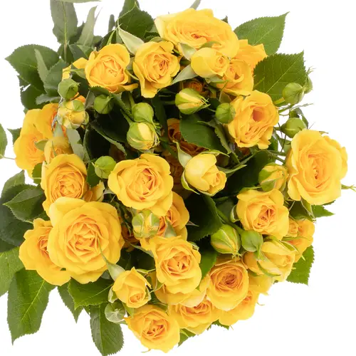 Rose verzweigt gelb Babe 5+Blüte 70cm