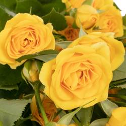 Rose verzweigt gelb Babe 5+Blüte 70cm