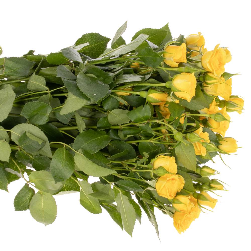 Rose verzweigt gelb Babe 5+Blüte 70cm