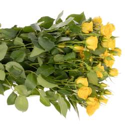 Rose verzweigt gelb Babe 5+Blüte 70cm