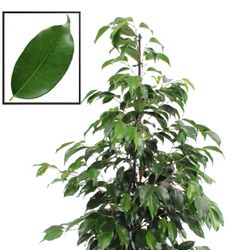 Ficus Benj. Danielle T21 H110