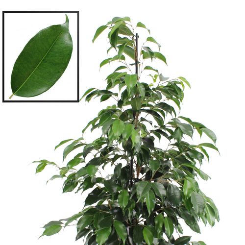 Ficus Benj. Danielle T21 H110