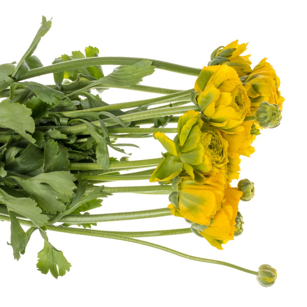 Ranunkel Pon Luna gelb