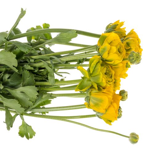 Ranunkel Pon Luna gelb