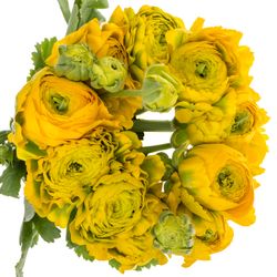 Ranunkel Pon Luna gelb