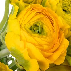 Ranunkel Pon Luna gelb