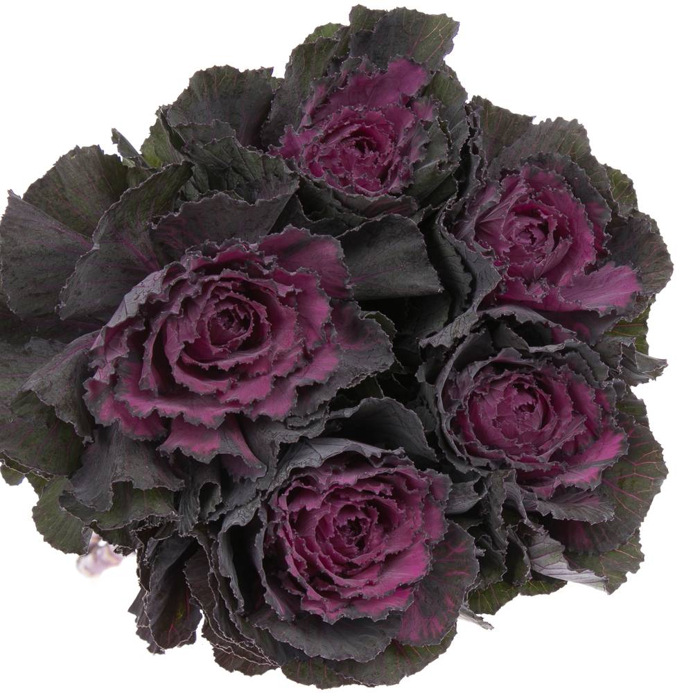Zierkohl lila 70cm Elegance