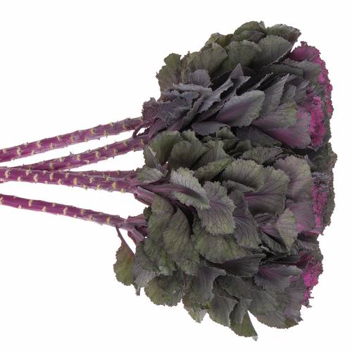 Zierkohl lila 70cm Elegance