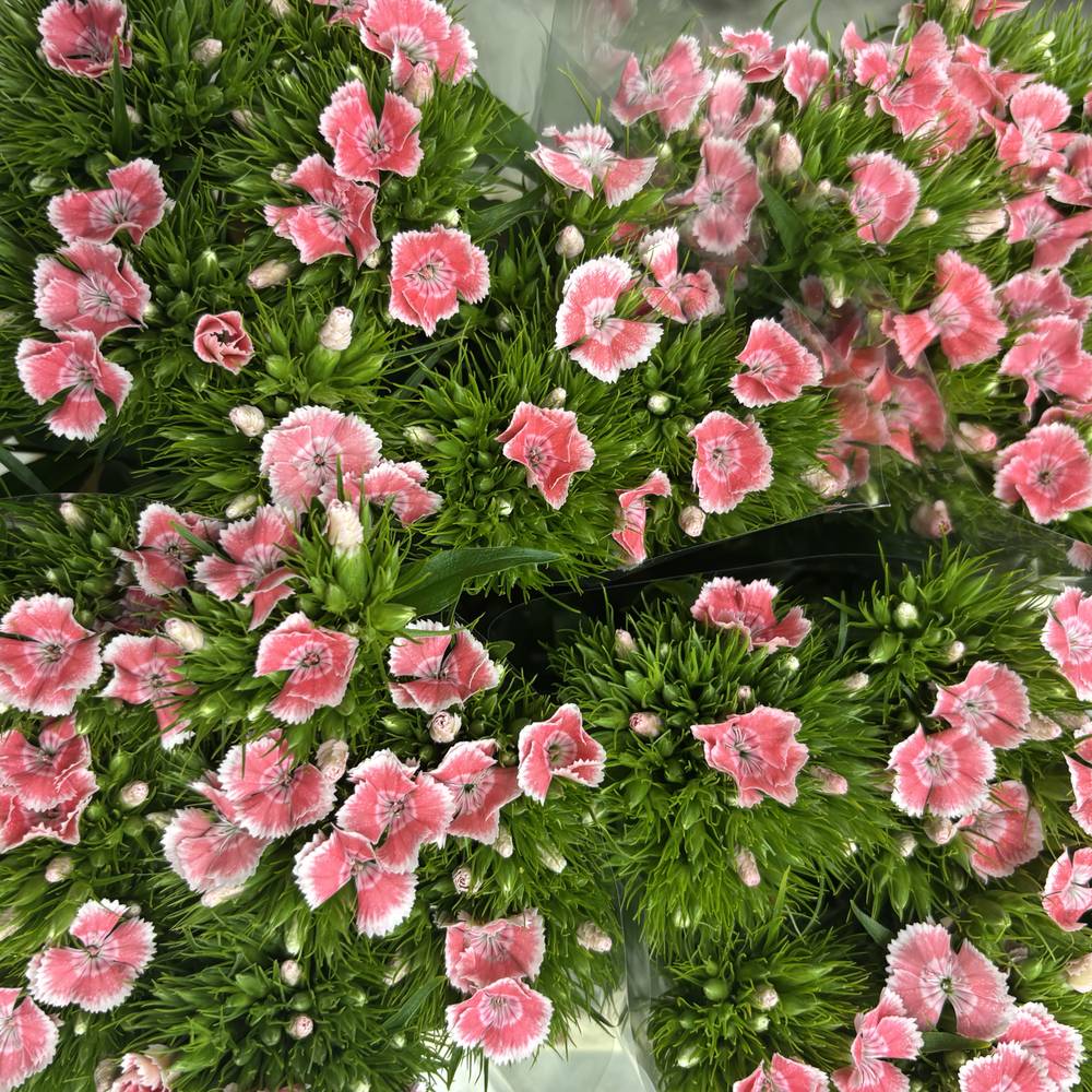 Bartnelke lachs/creme Zalm Wit 55cm