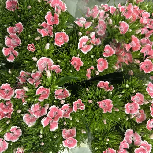 Bartnelke lachs/creme Zalm Wit 55cm