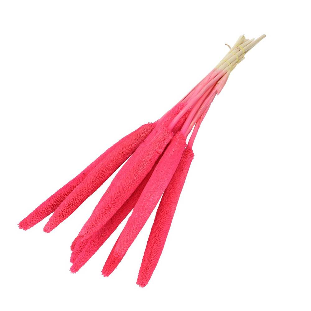 Trocken Bapala fuchsie L65cm x10
