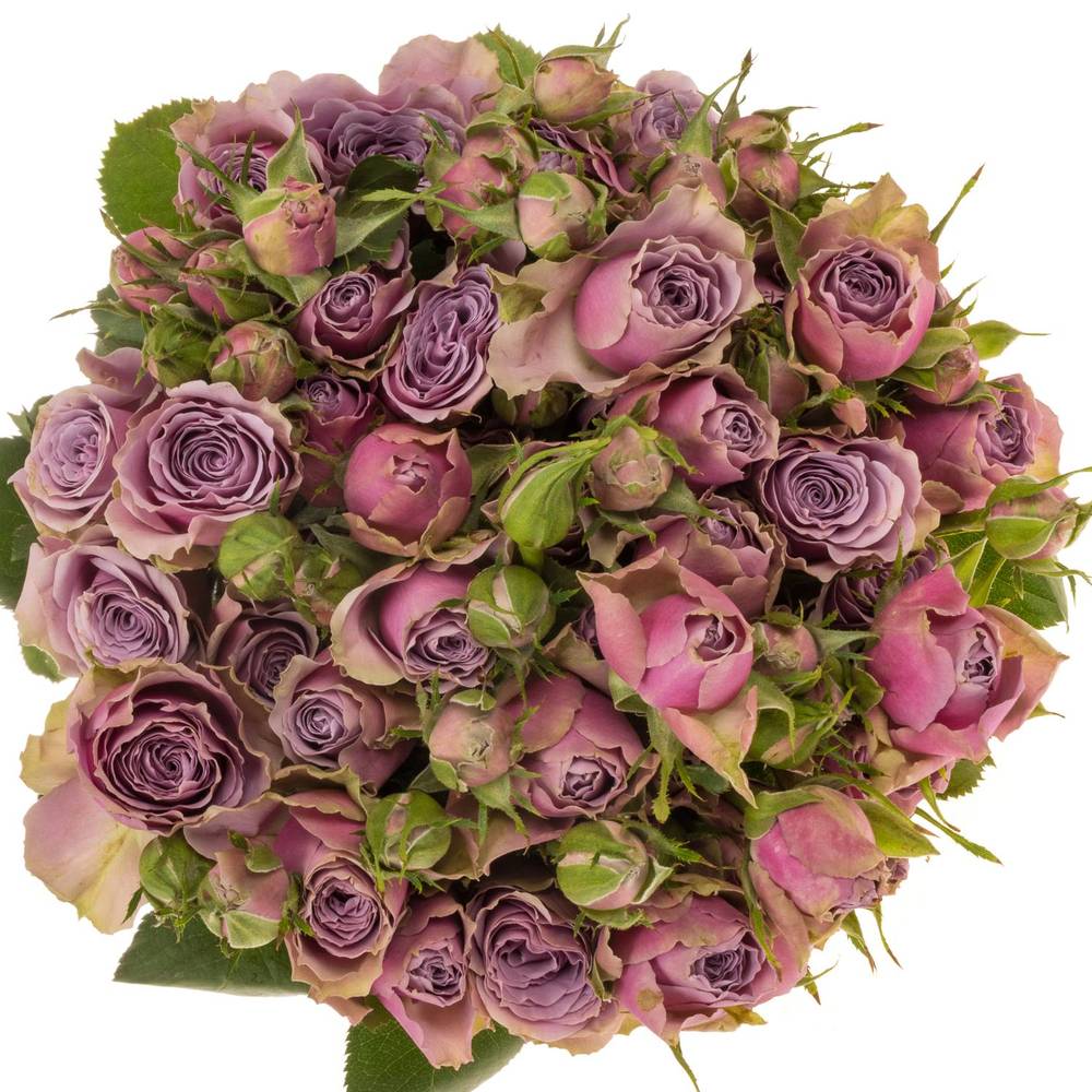 Rose verzweigt milka Purple Sky 5+Blüte 80cm