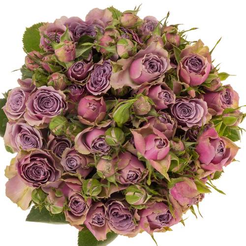 Rose verzweigt milka Purple Sky 5+Blüte 80cm