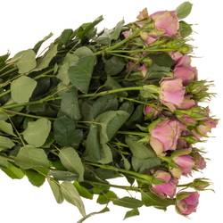 Rose verzweigt milka Purple Sky 5+Blüte 80cm
