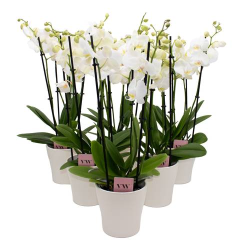 Phal.3-R weiss im Hanna Übertopf crem T12 H050