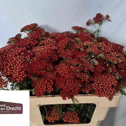 Achillea rot Sangria 55cm