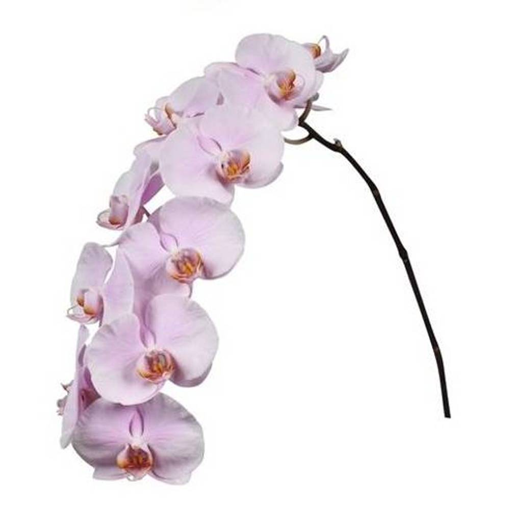 Phalaenopsis hell rosa Tikal 5-6 Blüten 30cm