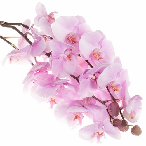 Phalaenopsis hell rosa Tikal 5-6 Blüten 30cm