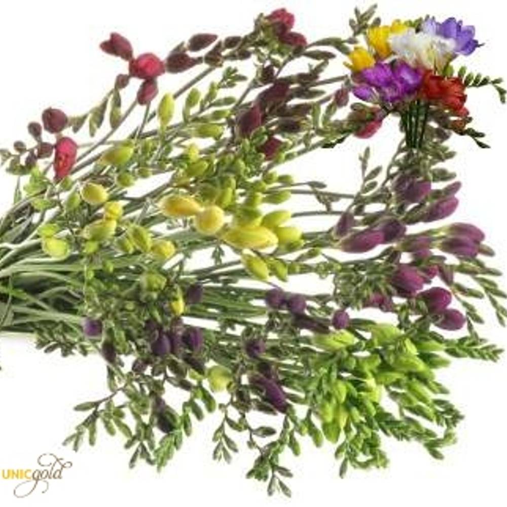 Freesie mix duinland 20 Gramm