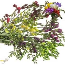 Freesie mix duinland 20 Gramm