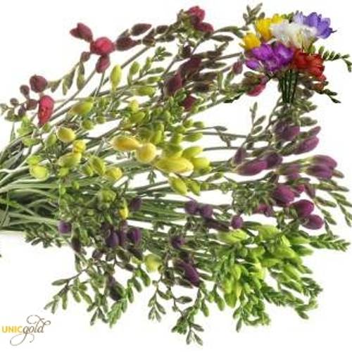 Freesie mix duinland 20 Gramm