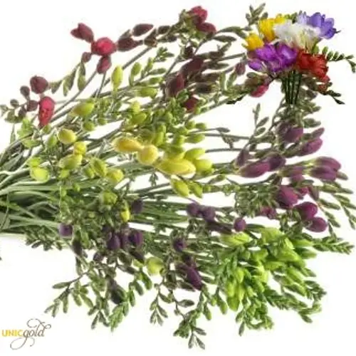 Freesie mix duinland 20 Gramm