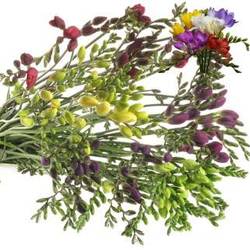 Freesie mix duinland 20 Gramm