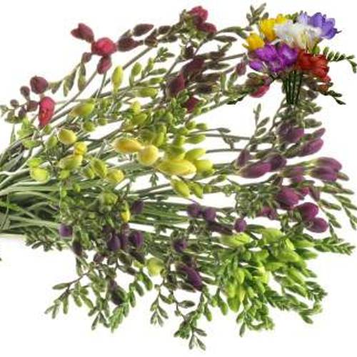 Freesie mix duinland 20 Gramm