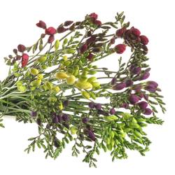 Freesie mix duinland 20 Gramm