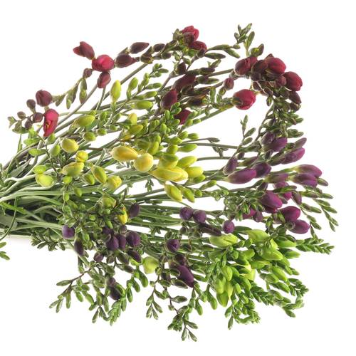 Freesie mix duinland 20 Gramm