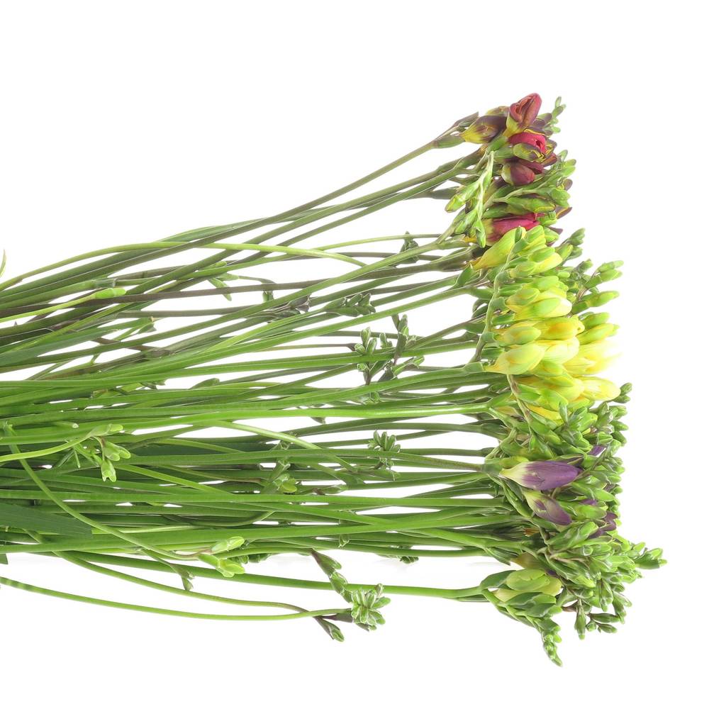 Freesie mix duinland 20 Gramm