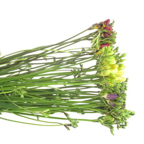 Freesie mix duinland 20 Gramm