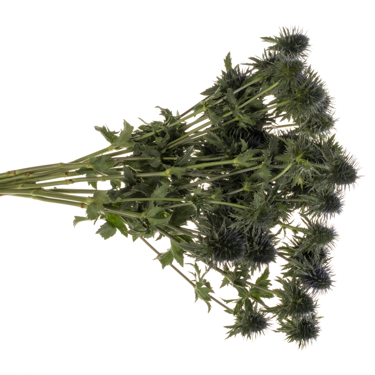 Distel blau Scorpius 50cm