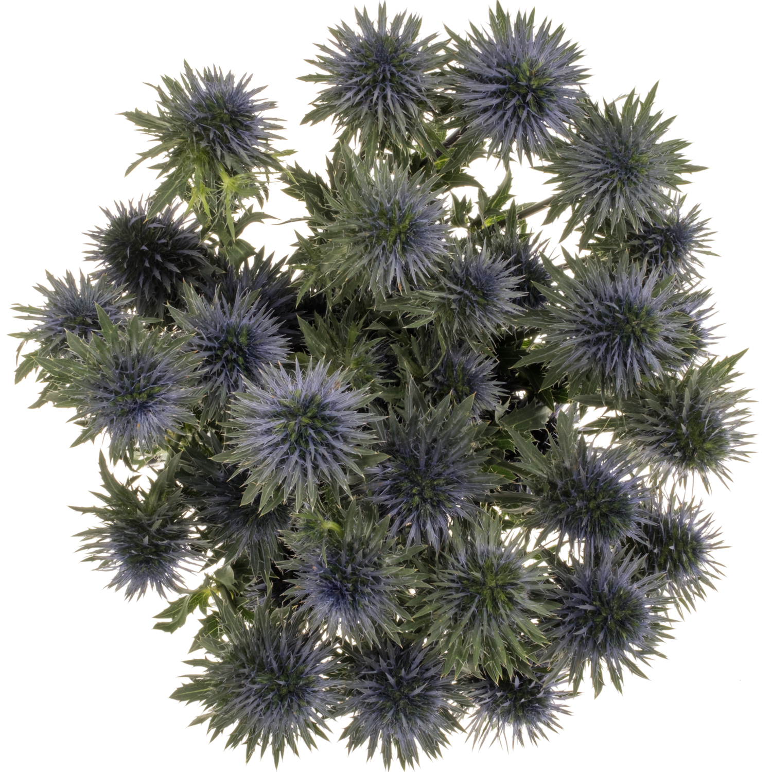 Distel blau Scorpius 50cm