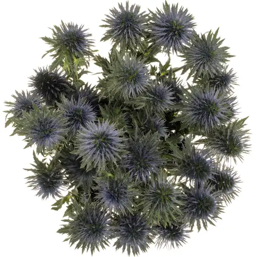 Distel blau Scorpius 50cm