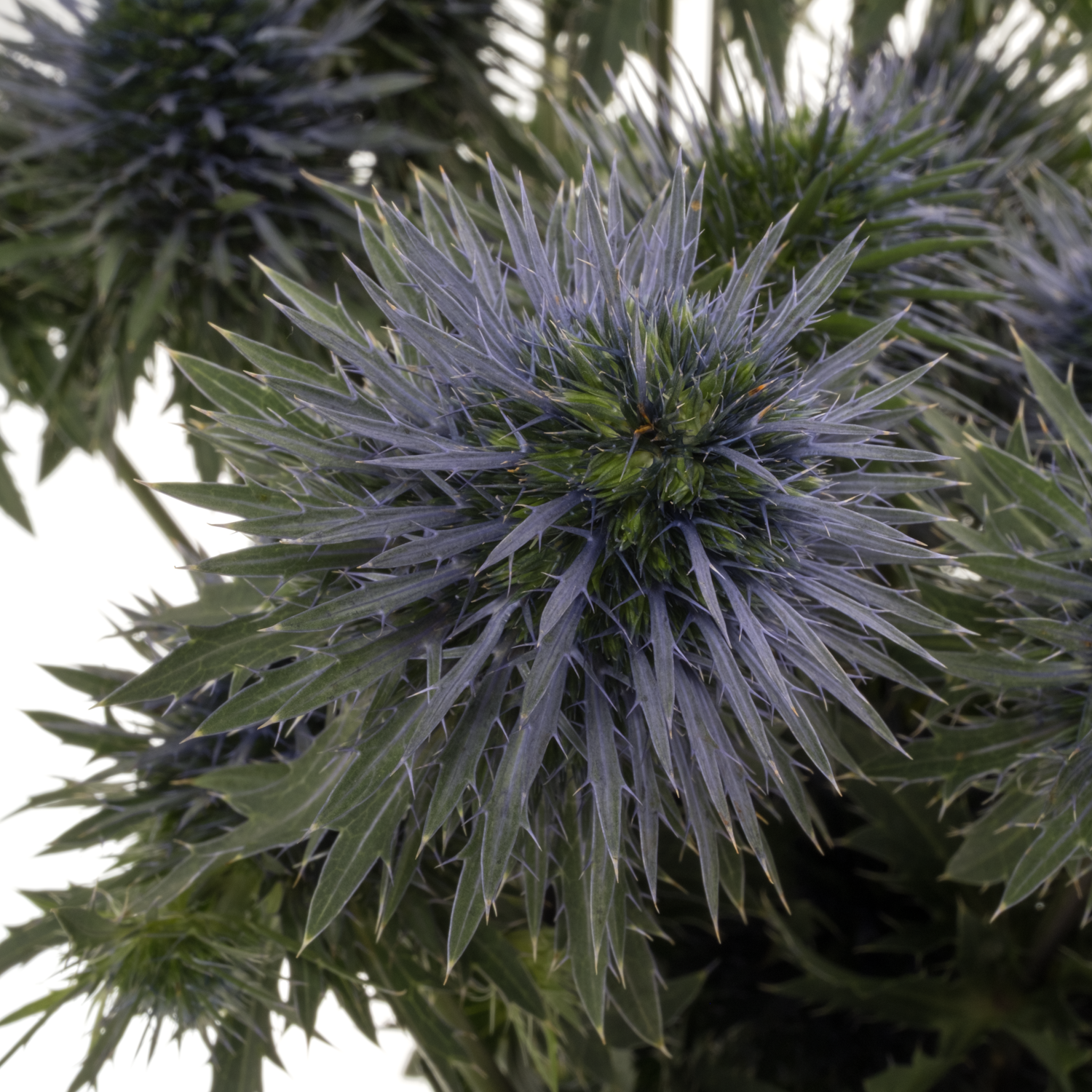 Distel blau Scorpius 50cm