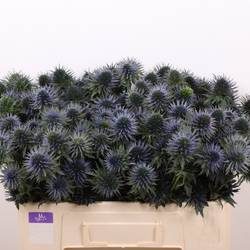 Distel blau Scorpius 50cm