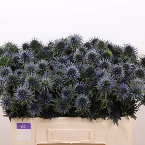 Distel blau Scorpius 50cm
