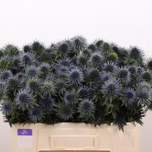 Distel blau Scorpius 50cm