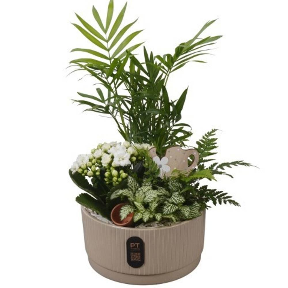 Chamaed.Arr PTIB5120 T19 H039