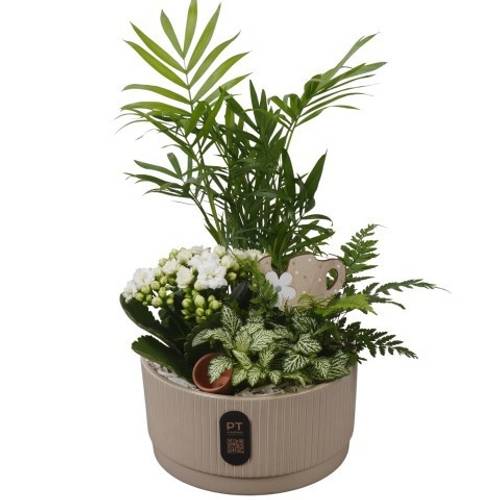 Chamaed.Arr PTIB5120 T19 H039