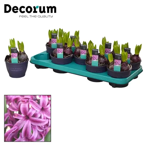 Hyac.3er lila Purple Sensation T12 H15
