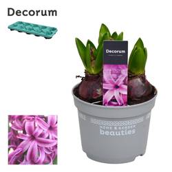 Hyazinthe 3er lila Purple Sensation T12 H015