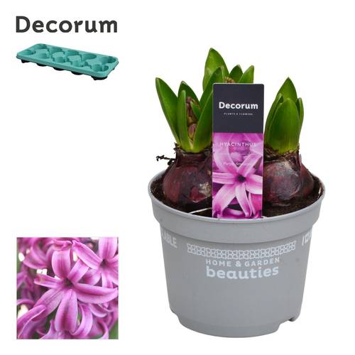 Hyazinthe 3er lila Purple Sensation T12 H015