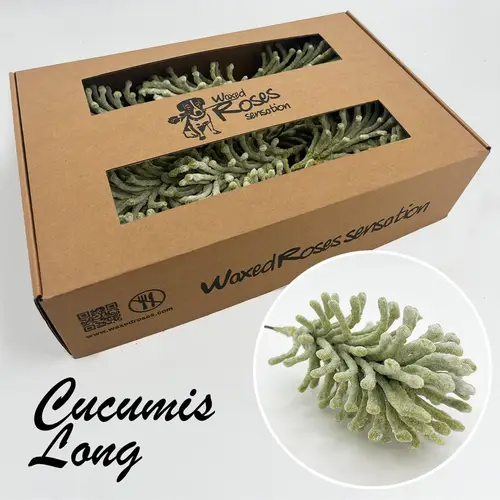 Seiden Wachs Cucumis grün lang