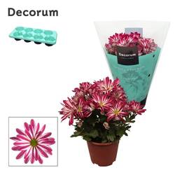 Chrys.lila Bicolor T13 H25