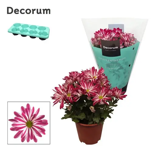 Chrys.lila Bicolor T13 H25