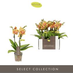 Phal.3-R gelb/rot Indy T07 H025