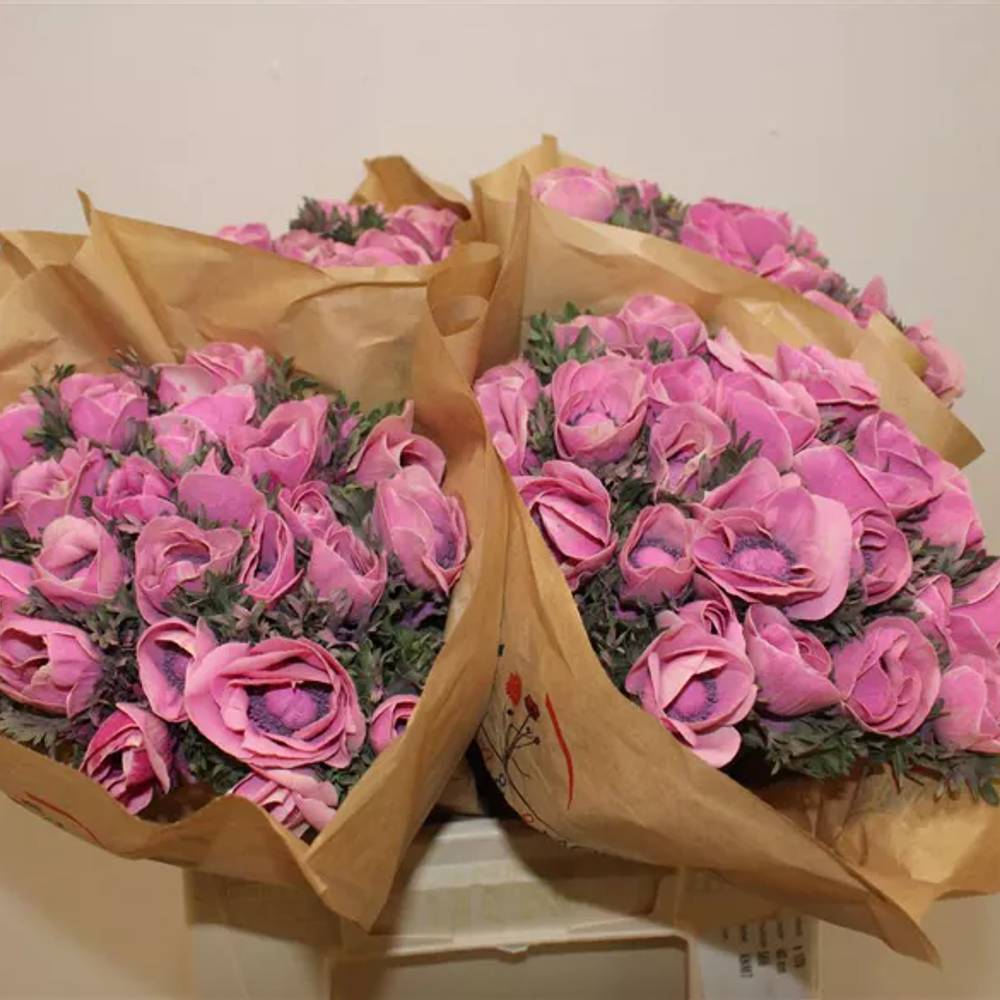 Anemone rosa Puder Marianne Powder Pink 40cm